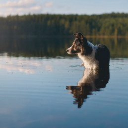 Hond mee naar Zweden