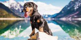 Vakantie Oostenrijk met hond