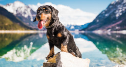 Vakantie Oostenrijk met hond