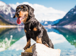 Vakantie Oostenrijk met hond