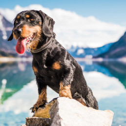 Vakantie Oostenrijk met hond