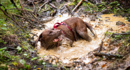 Vakantie in Luxemburg met hond