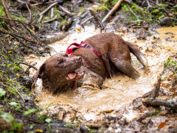 Vakantie in Luxemburg met hond