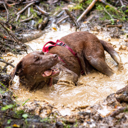 Vakantie in Luxemburg met hond
