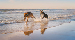 Vakantie met hond in Nederland