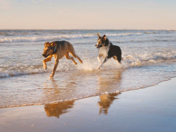 Vakantie met hond in Nederland
