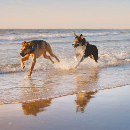 Vakantie met hond in Nederland
