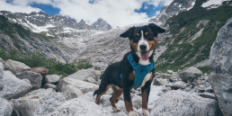 Hond mee naar Zwitserland