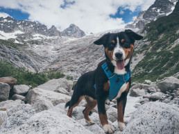 Hond mee naar Zwitserland