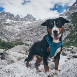 Hond mee naar Zwitserland