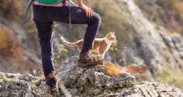 Kat mee op vakantie