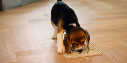 Likmat voor honden en katten