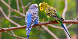 Vogel in de zomer