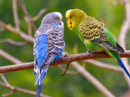 Vogel in de zomer