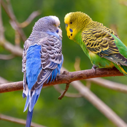 Vogel in de zomer