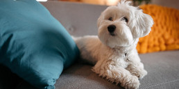 Ademhaling, hartslag en temperatuur van de hond