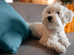 Ademhaling, hartslag en temperatuur van de hond