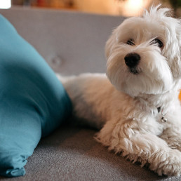 Ademhaling, hartslag en temperatuur van de hond