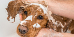 vachtvoorbereiding hond pets place