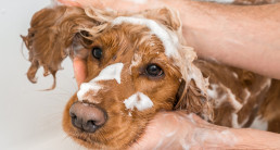 vachtvoorbereiding hond pets place