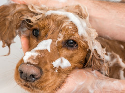 vachtvoorbereiding hond pets place