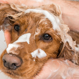 vachtvoorbereiding hond pets place