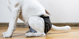 Loopsheid hond
