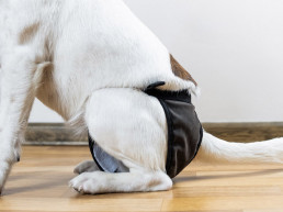 Loopsheid hond
