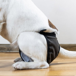 Loopsheid hond