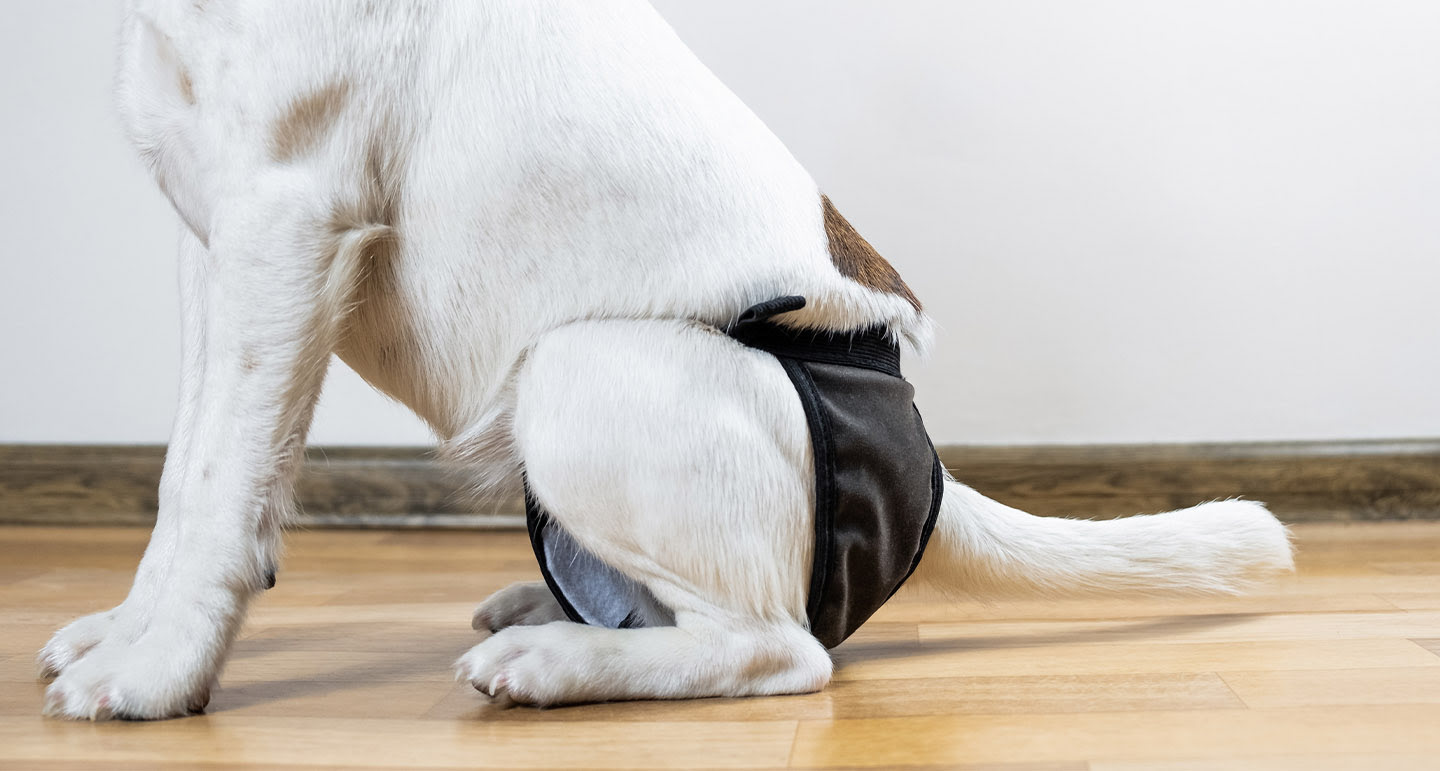 loopsheid bij honden