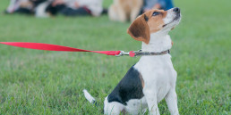 Puppy aan een rode riem tijdens puppycursus
