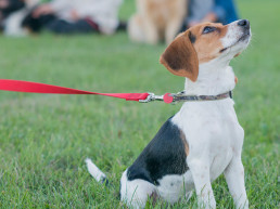 Puppy aan een rode riem tijdens puppycursus
