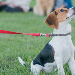 Puppy aan een rode riem tijdens puppycursus