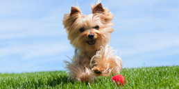 Dagschema kleine hond