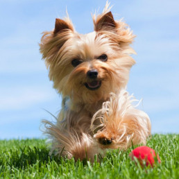 Dagschema kleine hond