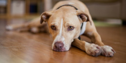 Baarmoederontsteking bij honden