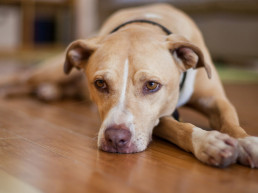 Baarmoederontsteking bij honden