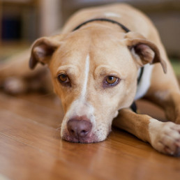 Baarmoederontsteking bij honden