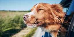 Dierenpaspoort hond op reis