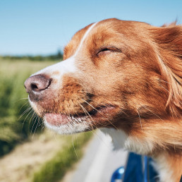 Dierenpaspoort hond op reis