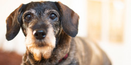 dementie bij honden