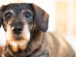 dementie bij honden