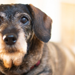 dementie bij honden