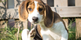 Huidproblemen bij honden