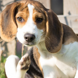 Huidproblemen bij honden