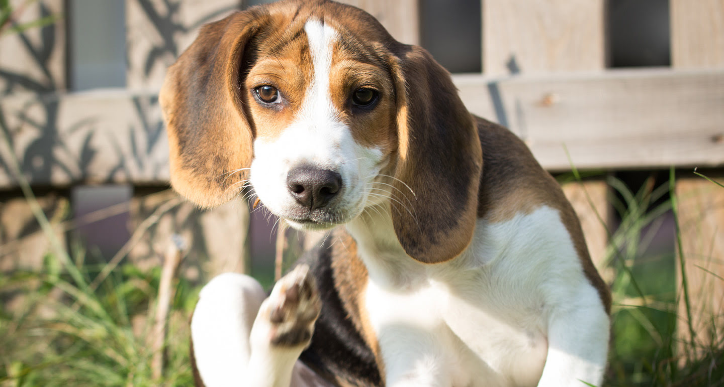 De hondenhuid; huidproblemen bij honden Pets Place