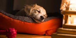 Hoeveel slaapt een puppy