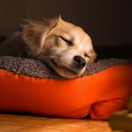 Hoeveel slaapt een puppy