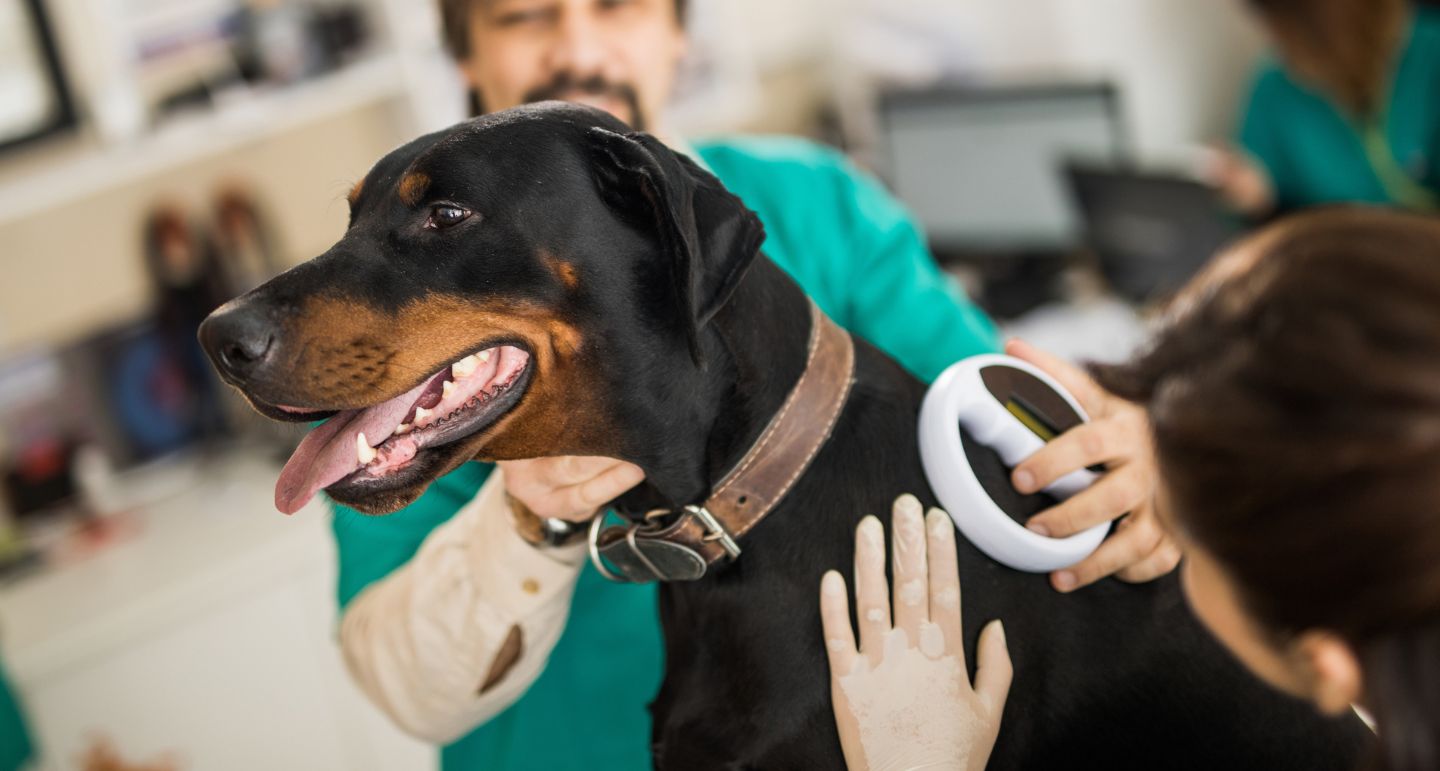 Je hond of kat chippen? Ontdek waarom het belangrijk is! Pets Place