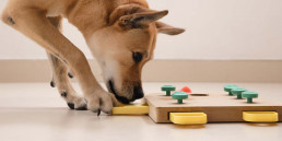 Hond met hondenpuzzel